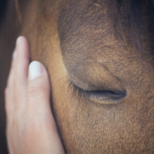 Girl with hand on horses face looking calm
