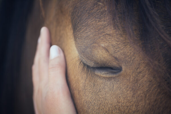 Girl with hand on horses face looking calm