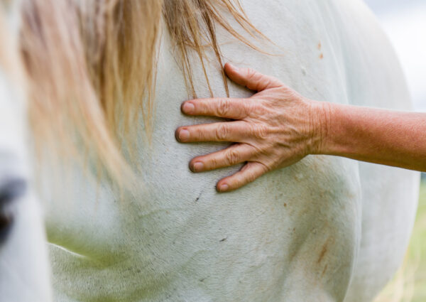 Womans hand on white horses shoulder